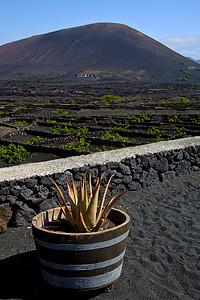 西班牙兰萨罗特葡萄酿酒业葡萄工作爬坡火山地质学地衣阳台旅游藤蔓荒野图片