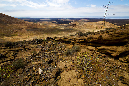 Timanfaya 天山和夏季兰萨罗特西班牙花卉大客车图片