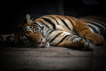 睡觉的孟加拉虎休息睡眠动物捕食者猫科食肉丛林白色毛皮动物园图片