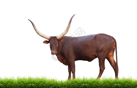 瓦图西与世隔绝家畜长角牛绿色动物喇叭牛肉驾驶棕色脚踝瓦图图片