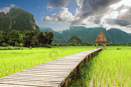 洛阿斯市Vang Vieng的和稻田图片