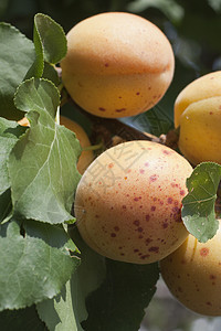典型的利古里亚杏水果篮子蔬菜柳条叶子图片