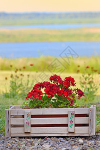 天竺葵花阳光盒子生长红色白色玻璃房子窗台窗户植物图片