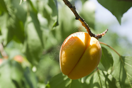 树枝上的桃子花园水果黄色生产绿色桃树红色食物树叶橙子图片
