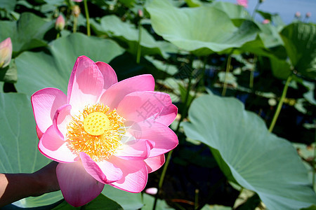 莲花生态热情植物群雄蕊休息树叶青菜生活公园旅游图片