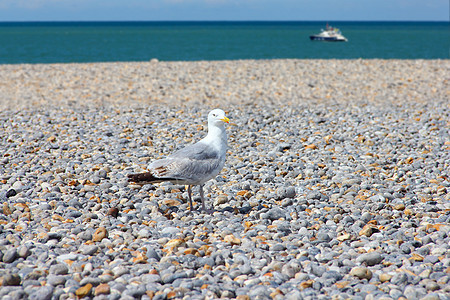 石子海滩上的海鸥白色天空蓝色地平线海洋海鸟海岸卵石野生动物海岸线图片