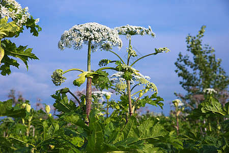 奶牛皮阳光生长花朵植物学伞形危险野花草地食物生态图片