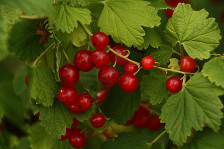 红 currant 浆果背景图片