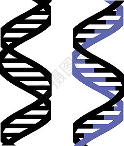 DNA 图标染色体插图技术保健结构螺旋细胞微生物学生物学考试图片