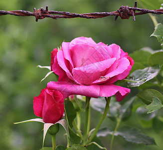 玫瑰和刺铁丝网图片