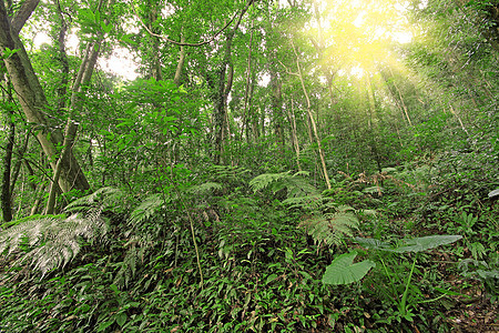 春天的树林远足薄雾树木森林太阳场景日光生态国家射线图片