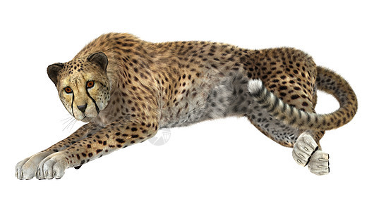 猎豹白色捕食者食肉野生动物动物猫科动物猎人毛皮哺乳动物荒野图片
