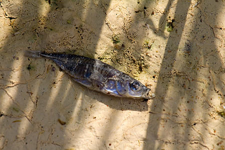 鱼死在干沙上图片