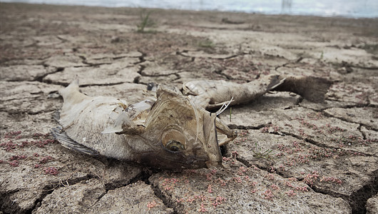 死鱼 干旱湖热土壤荒野荒地裂缝沙漠土地不育环境栖息海洋图片