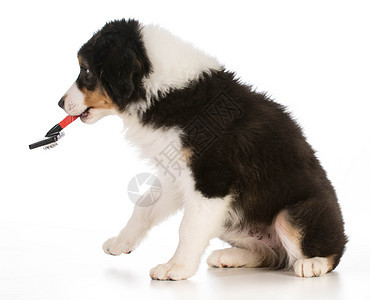 养狗诱导男性刷子白色三色犬类反射美容师动物宠物工作室图片