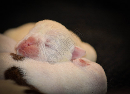 新生儿小狗斗牛犬生活爪子母亲粉色毛皮哺乳动物表演犬动物新生图片