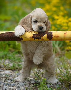 可爱的小狗卡片朋友浅黄色构象展示犬类栅栏毛皮忠诚猎犬图片