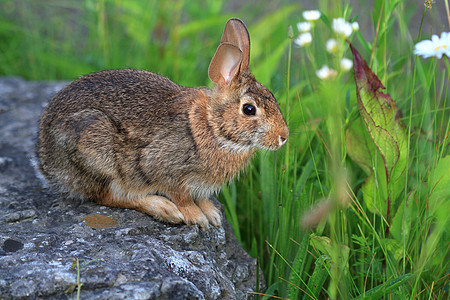棉尾兔白色荒野哺乳动物耳朵野兔猎物生物宠物眼睛食草图片