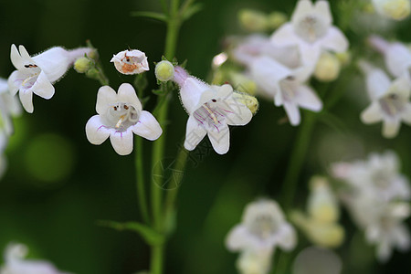 Foxglove 熊鸣花花图片