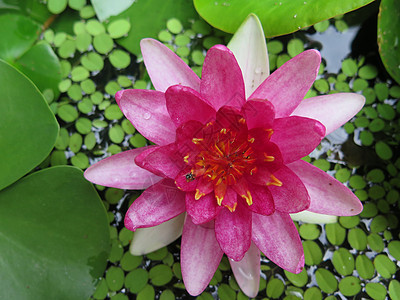 在花园里把粉红莲花封起来花朵粉色蓝色植物植物群荷花池塘绿色白色背景图片