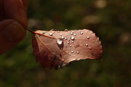 落秋叶 下着雨滴图片