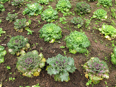 沙拉蔬菜在地面种植叶子收成植物绿色花园培育农场农业幼苗土壤图片