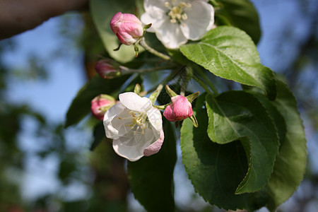 在花园背景上开花的苹果树枝投标花园绿色果园粉色水平植物樱花白色季节图片