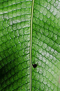 树叶细节绿色宏观植物图片