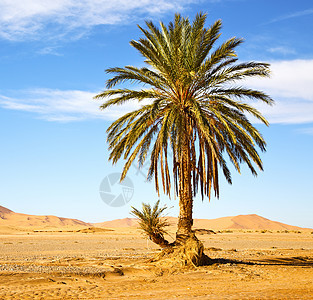 沙漠中的棕榈树绿洲莫罗科沙哈拉非洲丘陵天堂干旱石头农业绿洲花园植物群环境棕榈热带图片