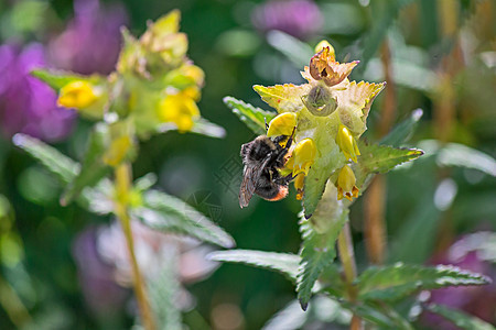 蜜蜂授粉花工人花蜜野生动物紫色动物果汁养蜂业漏洞农业宏观图片