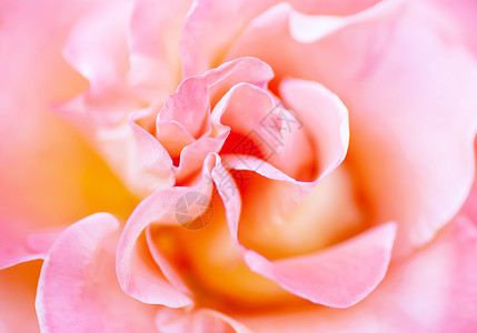 古代风格的模糊柔软浪漫粉红色玫瑰图片