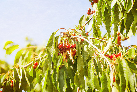 树上的樱桃花园水果红色农业乡村绿色宏观天空植物叶子图片