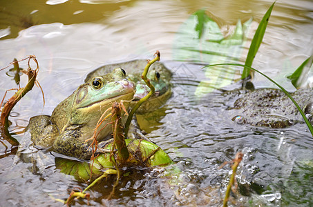 在A青蛙农场的公雄蛙两栖花园荒野身体动物青蛙灰色爬虫反射眼睛图片