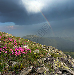 带彩虹的山高地风景喀尔巴阡 乌克拉气候植物群自由植物天堂森林天空蓝色阳光日落图片