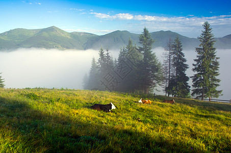 美丽的风景 绿山和一群牛群爬坡上坡动物奶牛场地原始人草地牛科高地哺乳类图片