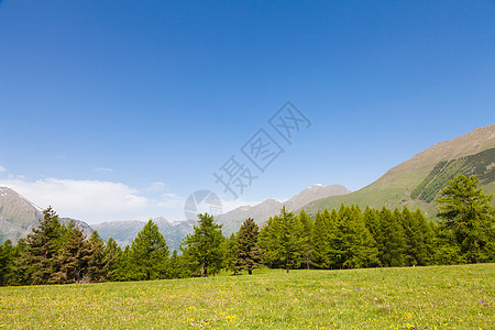 意大利阿尔卑斯山山脉天空森林松树树木草地国家风景牧场环境图片
