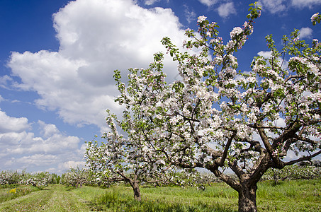 开花的春生苹果树果园 工业果园背景图片