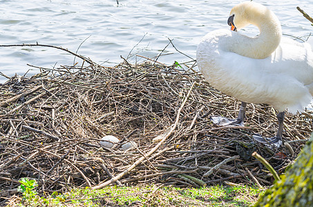 静音天鹅用鸡蛋筑巢羽毛生物学动物公园水禽野生动物小鸡母亲孵化场荒野图片