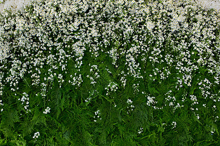 鲜花摘要背景 近光花花的婚礼背景花瓣翠菊红色墙纸静物浆果植物花束绿色花园图片