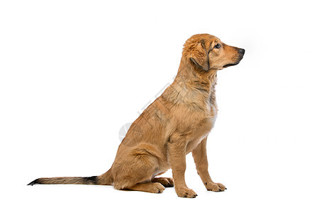 棕色混合品种小狗混种动物家畜犬类宠物杂交哺乳动物图片