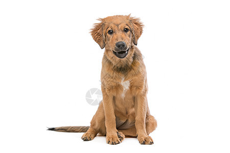 棕色混合品种小狗动物哺乳动物家畜混种宠物杂交犬类图片