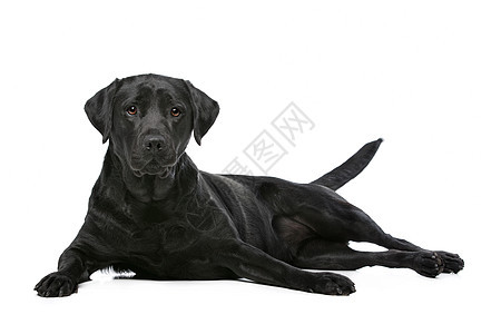 黑拉布拉多犬动物黑色猎犬家畜犬类哺乳动物工作室图片