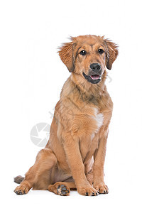 棕色混合品种小狗犬类哺乳动物混种杂交宠物动物家畜图片