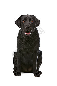 黑拉布拉多犬工作室家畜黑色猎犬动物哺乳动物犬类背景图片