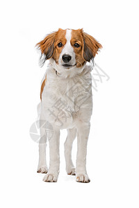 棕色和白白Kooiker狗酷客犬类动物宠物哺乳动物家畜图片