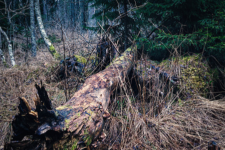 堕落树云杉针叶树干灌木丛风景林地魔法荒野木头森林图片