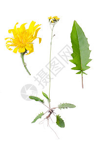 鹰胡子绿色野花荒野草本植物宏观花瓣生物双年展白色黄色图片