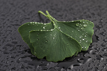 Ginkgo 树叶叶药品植物草本食物宏观白色叶子枝条草本植物绿色图片