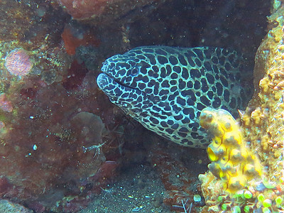 巨型发现在洋面珊瑚礁之间隐藏的莫雷热带海洋野生动物鳗鱼珊瑚礁水下世界动物栖息地守护海洋生物图片