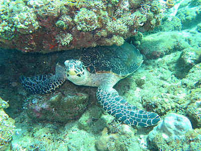 Hawksbill海龟洋流 在巴厘珊瑚礁岛上绿色珊瑚动物游泳野生动物尾巴海洋漂移潜水蓝色图片